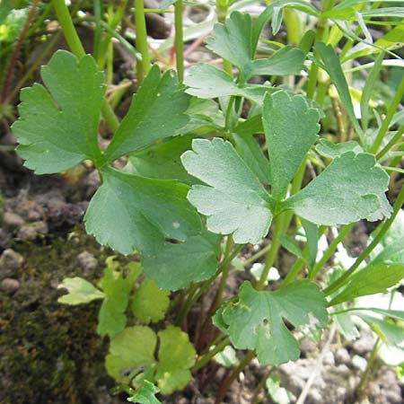 Ranunculus hirsutulus \ Flaum-Gold-Hahnenfu� / Fluffy Goldilocks, D Bruchsal 9.4.2011