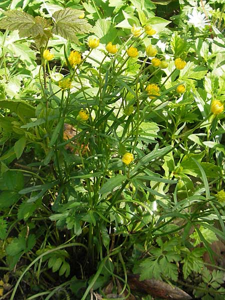 Ranunculus hirsutulus \ Flaum-Gold-Hahnenfu� / Fluffy Goldilocks, D Bruchsal 9.4.2011