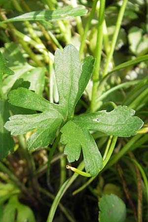 Ranunculus hirsutulus \ Flaum-Gold-Hahnenfu� / Fluffy Goldilocks, D Bruchsal 9.4.2011