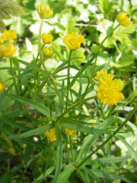 Ranunculus hirsutulus \ Flaum-Gold-Hahnenfu� / Fluffy Goldilocks, D Bruchsal 9.4.2011