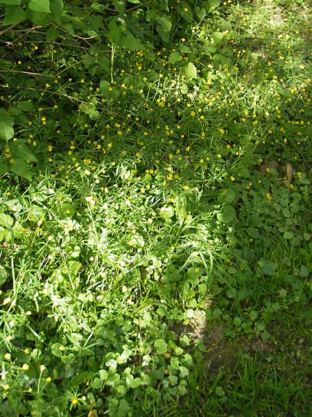Ranunculus hirsutulus \ Flaum-Gold-Hahnenfu� / Fluffy Goldilocks, D Pfalz, Landau 11.4.2011