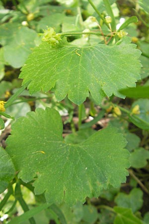 Ranunculus hirsutulus \ Flaum-Gold-Hahnenfu� / Fluffy Goldilocks, D Pfalz, Landau 11.4.2011