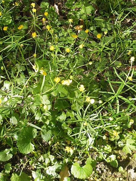 Ranunculus hirsutulus \ Flaum-Gold-Hahnenfu� / Fluffy Goldilocks, D Pfalz, Landau 11.4.2011