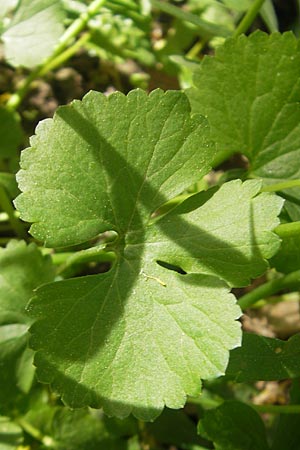 Ranunculus hirsutulus \ Flaum-Gold-Hahnenfu� / Fluffy Goldilocks, D Pfalz, Landau 11.4.2011