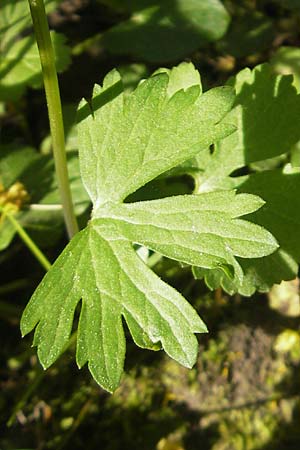 Ranunculus hirsutulus \ Flaum-Gold-Hahnenfu� / Fluffy Goldilocks, D Pfalz, Landau 11.4.2011