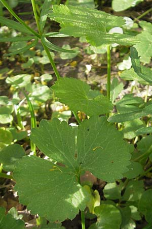 Ranunculus hirsutulus \ Flaum-Gold-Hahnenfu� / Fluffy Goldilocks, D Pfalz, Landau 11.4.2011