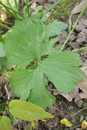 Ranunculus hirsutulus \ Flaum-Gold-Hahnenfu� / Fluffy Goldilocks, D Pfalz, Landau 11.4.2011