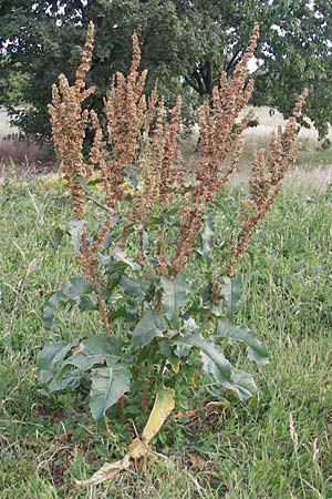 Rumex patientia \ Garten-Ampfer / Garden Dock, Patience Dock, D Mannheim 4.6.2011
