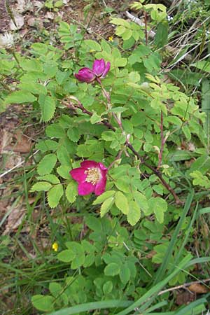 Rosa pendulina \ Alpen-Heckenrose / Alpine Rose, D Immenstadt 21.6.2011
