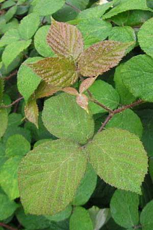 Rubus pedemontanus \ Trufelspitzen-Brombeere / Rust Bramble, D Botan. Gar.  Universit.  Regensburg 5.8.2011