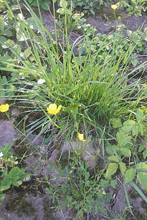Ranunculus polyanthemos \ Vielbltiger Hahnenfu / Multiflowered Buttercup, D Altrip 1.5.2012