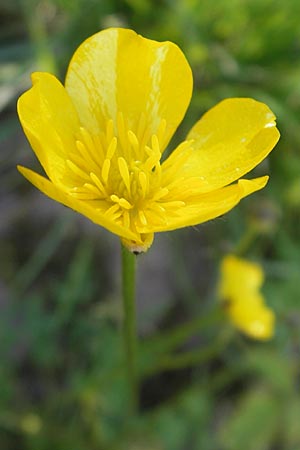 Ranunculus polyanthemos \ Vielbltiger Hahnenfu / Multiflowered Buttercup, D Altrip 1.5.2012