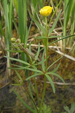 Ranunculus phragmiteti \ Rhricht-Gold-Hahnenfu / Cane-Brake Goldilocks, D Andechs 5.5.2012
