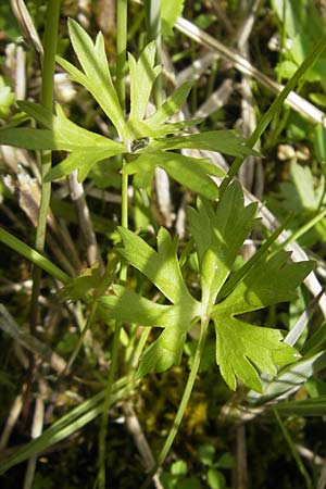 Ranunculus phragmiteti \ Rhricht-Gold-Hahnenfu / Cane-Brake Goldilocks, D Andechs 5.5.2012