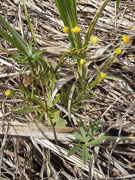 Ranunculus phragmiteti \ Rhricht-Gold-Hahnenfu / Cane-Brake Goldilocks, D Andechs 5.5.2012