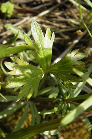 Ranunculus phragmiteti \ Rhricht-Gold-Hahnenfu / Cane-Brake Goldilocks, D Andechs 5.5.2012