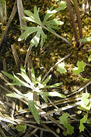 Ranunculus phragmiteti \ Rhricht-Gold-Hahnenfu / Cane-Brake Goldilocks, D Andechs 5.5.2012