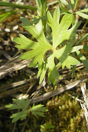 Ranunculus phragmiteti \ Rhricht-Gold-Hahnenfu / Cane-Brake Goldilocks, D Andechs 5.5.2012