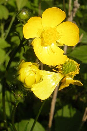 Ranunculus polyanthemophyllus \ Schlitzblttriger Hain-Hahnenfu, Polyanthemosblttriger Hahnenfu / Cutleaf Buttercup, D Ketsch 22.5.2012