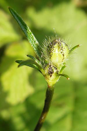 Ranunculus polyanthemophyllus \ Schlitzblttriger Hain-Hahnenfu, Polyanthemosblttriger Hahnenfu / Cutleaf Buttercup, D Ketsch 22.5.2012