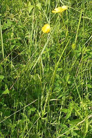 Ranunculus polyanthemophyllus \ Schlitzblttriger Hain-Hahnenfu, Polyanthemosblttriger Hahnenfu / Cutleaf Buttercup, D Ketsch 22.5.2012