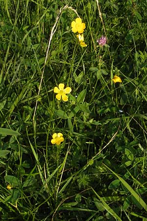 Ranunculus polyanthemophyllus \ Schlitzblttriger Hain-Hahnenfu, Polyanthemosblttriger Hahnenfu / Cutleaf Buttercup, D Ketsch 22.5.2012