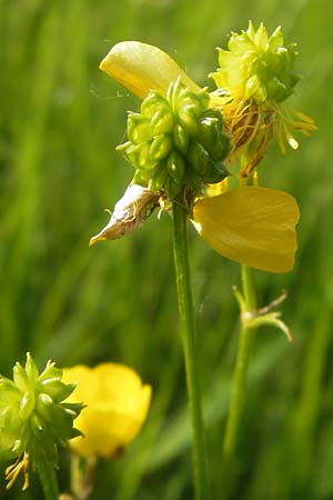 Ranunculus polyanthemophyllus \ Schlitzblttriger Hain-Hahnenfu, Polyanthemosblttriger Hahnenfu / Cutleaf Buttercup, D Ketsch 22.5.2012