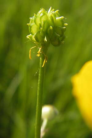 Ranunculus polyanthemophyllus \ Schlitzblttriger Hain-Hahnenfu, Polyanthemosblttriger Hahnenfu / Cutleaf Buttercup, D Ketsch 22.5.2012