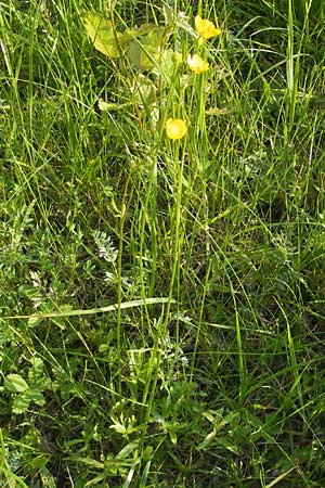 Ranunculus polyanthemophyllus \ Schlitzblttriger Hain-Hahnenfu, Polyanthemosblttriger Hahnenfu / Cutleaf Buttercup, D Ketsch 22.5.2012