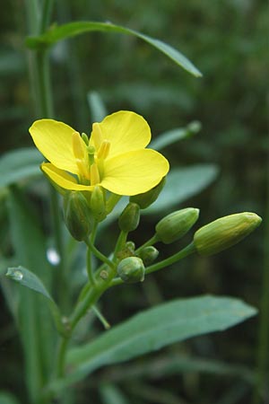 Brassica napus \ Raps / Oilseed Rape, Rapeseed, D Mainz 30.6.2012