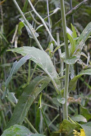 Brassica napus \ Raps / Oilseed Rape, Rapeseed, D Mainz 30.6.2012