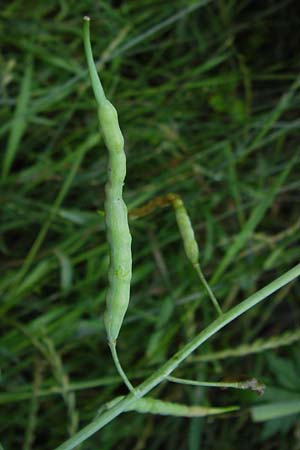 Brassica napus \ Raps / Oilseed Rape, Rapeseed, D Mainz 30.6.2012