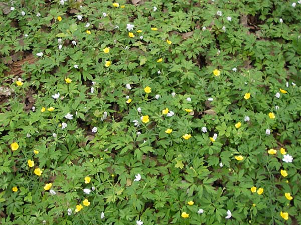 Ranunculus palmularis \ Handartiger Gold-Hahnenfu / Palmleaf Goldilocks, D Thüringen, Nohra 6.5.2013