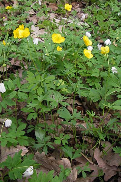 Ranunculus palmularis \ Handartiger Gold-Hahnenfu / Palmleaf Goldilocks, D Thüringen, Nohra 6.5.2013