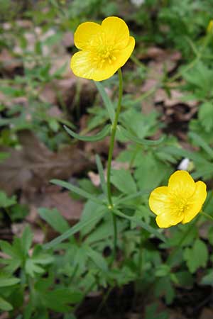 Ranunculus palmularis \ Handartiger Gold-Hahnenfu / Palmleaf Goldilocks, D Thüringen, Nohra 6.5.2013