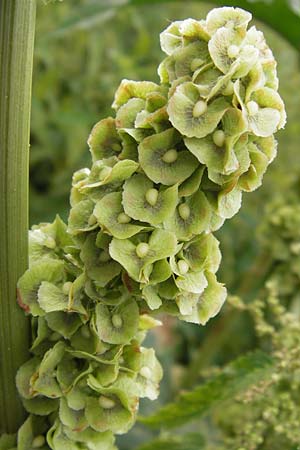 Rumex patientia \ Garten-Ampfer / Garden Dock, Patience Dock, D Mannheim 20.6.2013