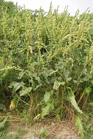 Rumex patientia \ Garten-Ampfer / Garden Dock, Patience Dock, D Mannheim 20.6.2013