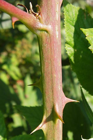 Rubus phyllostachys \ Durchbltterte Brombeere / Ear-Leaf Bramble, D Odenwald, Juhöhe 28.8.2013