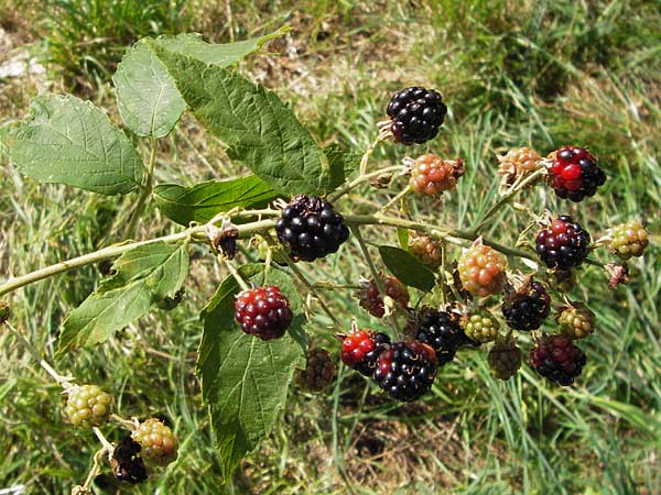 Rubus phyllostachys \ Durchbltterte Brombeere / Ear-Leaf Bramble, D Odenwald, Juhöhe 28.8.2013