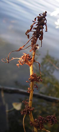 Rumex palustris \ Sumpf-Ampfer / Marsh Dock, D Bobenheim-Roxheim 4.9.2013