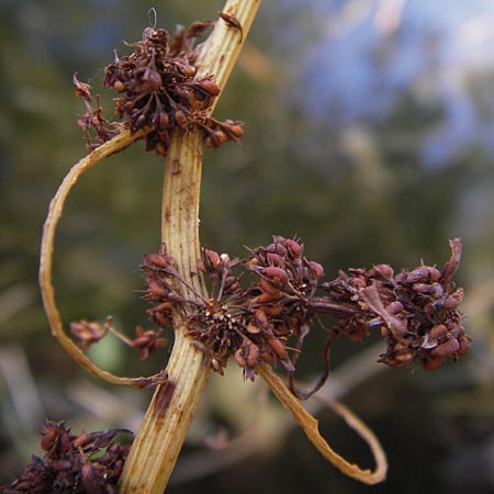 Rumex palustris \ Sumpf-Ampfer / Marsh Dock, D Bobenheim-Roxheim 4.9.2013