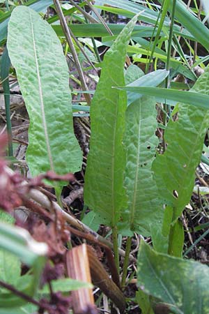 Rumex palustris \ Sumpf-Ampfer / Marsh Dock, D Bobenheim-Roxheim 4.9.2013