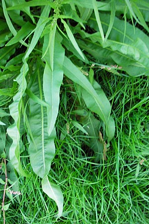 Rumex maritimus \ Ufer-Ampfer / Golden Dock, D Mannheim 9.9.2013