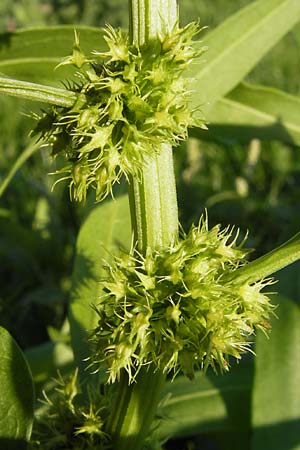 Rumex maritimus \ Ufer-Ampfer / Golden Dock, D Mannheim 10.9.2013