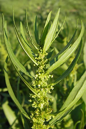 Rumex maritimus \ Ufer-Ampfer / Golden Dock, D Mannheim 10.9.2013