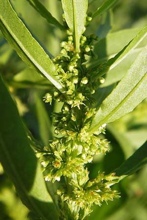 Rumex maritimus \ Ufer-Ampfer / Golden Dock, D Mannheim 10.9.2013