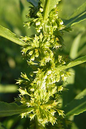 Rumex maritimus \ Ufer-Ampfer / Golden Dock, D Mannheim 10.9.2013