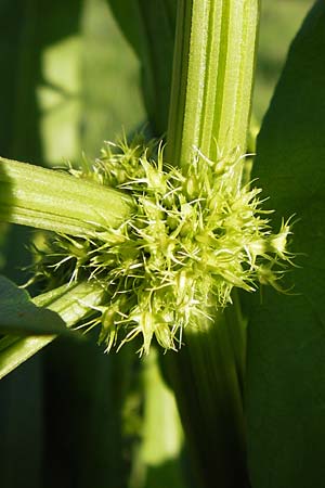 Rumex maritimus \ Ufer-Ampfer / Golden Dock, D Mannheim 10.9.2013
