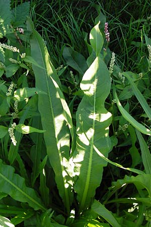 Rumex maritimus \ Ufer-Ampfer / Golden Dock, D Mannheim 10.9.2013