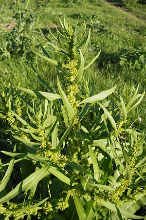 Rumex maritimus \ Ufer-Ampfer / Golden Dock, D Mannheim 10.9.2013